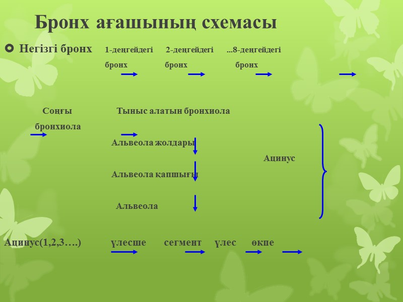 Бронх ағашының схемасы Негізгі бронх    1-деңгейдегі     